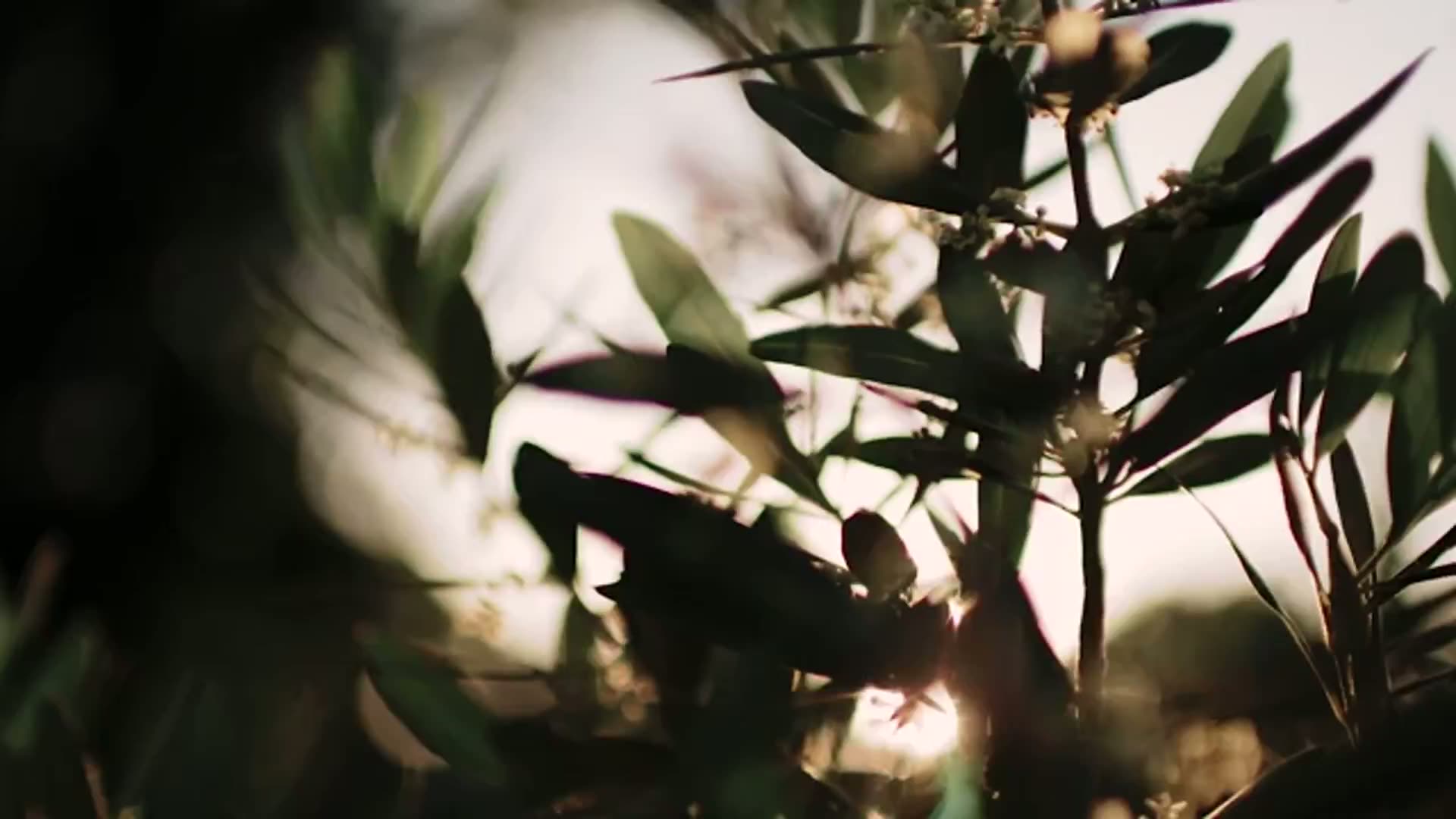 Olive branches in the Piedmont light